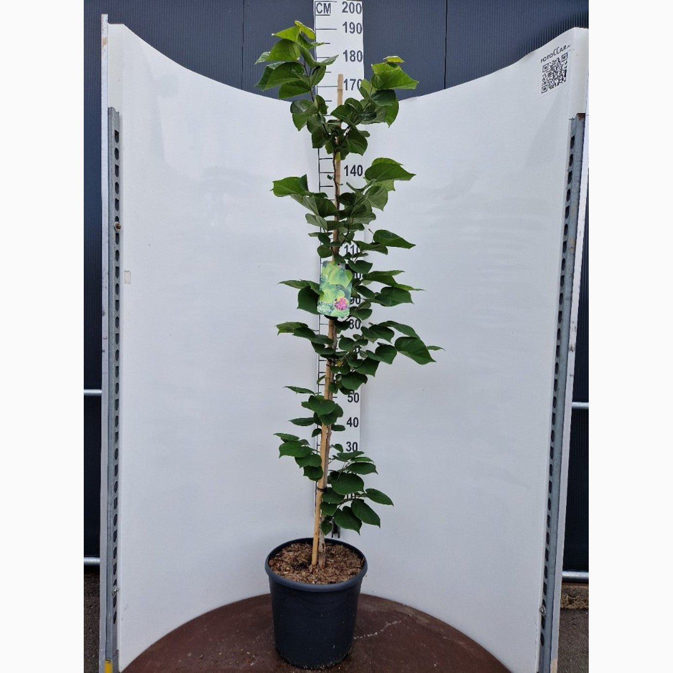 Kinesiskt judasträd – Cercis chinensis 'Avondale' - C20 150-175 CM